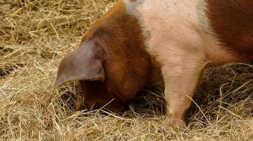 pig piglet hay