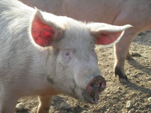 pig pink farm