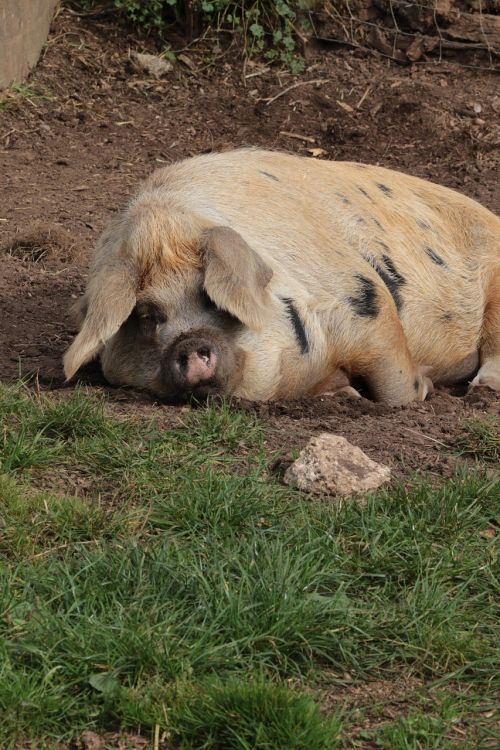 pig farm pork