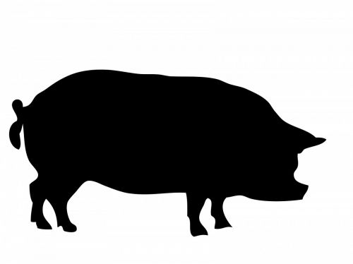 pig animal porker