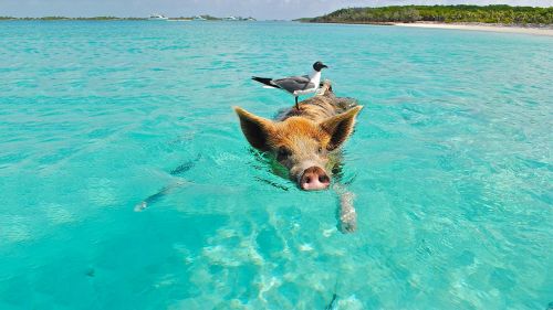 pig swimming beach