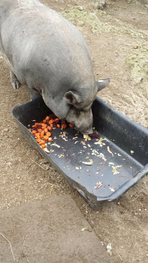 pig eat farm
