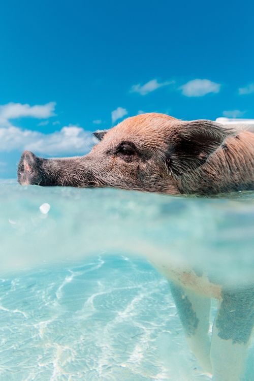 pig animal swimming