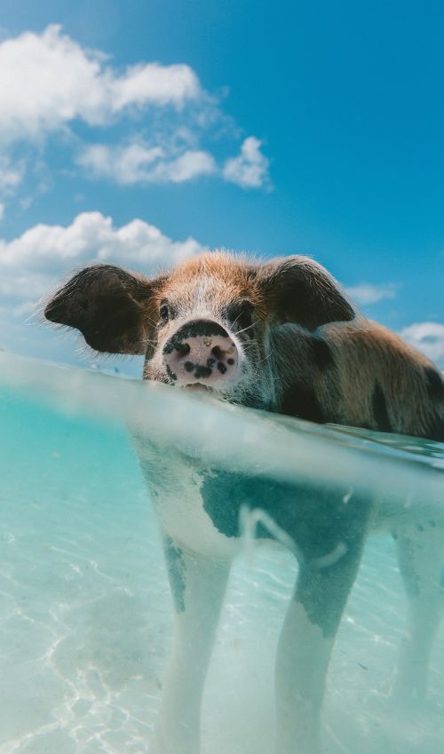 pig animal snout