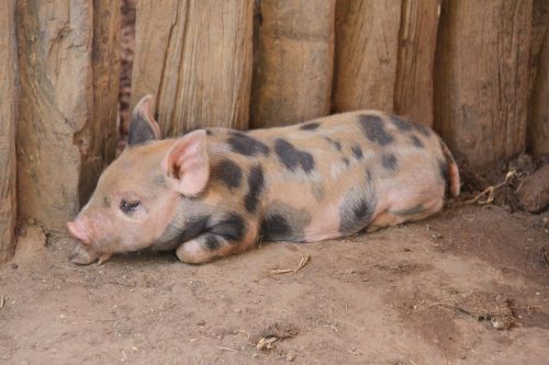 pig farm baby