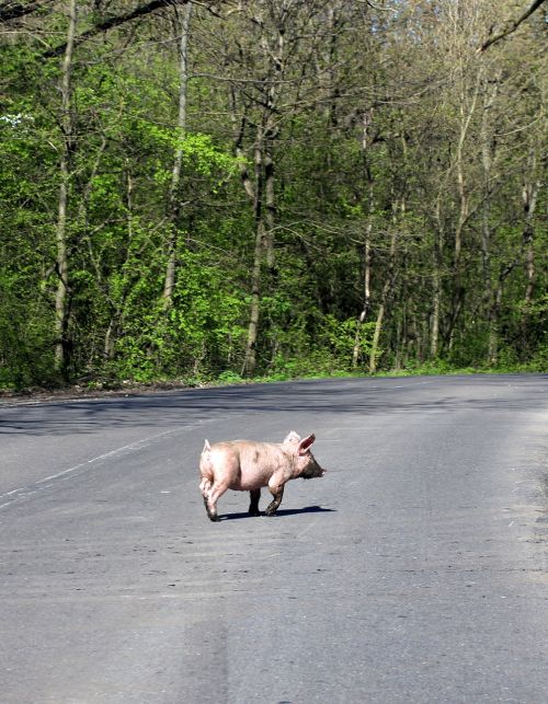 pig street crossing