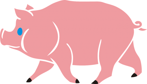 pig piglet no background