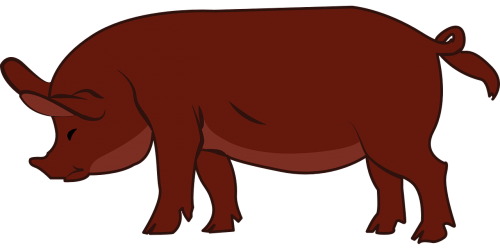 pig livestock animal