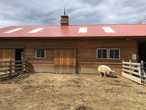 pig  barn  farm