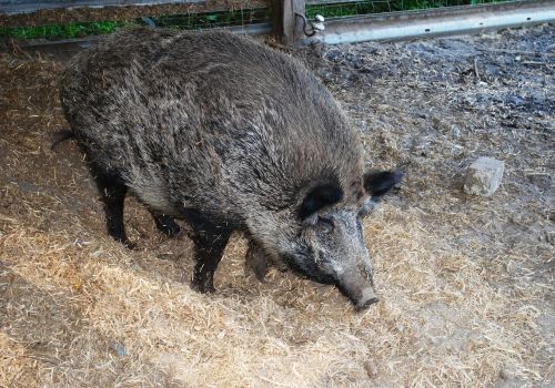 pig boar farm