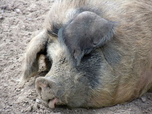 pig pig's head close