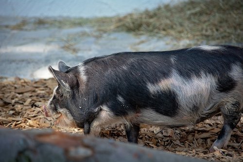 pig  animal  domestic pig