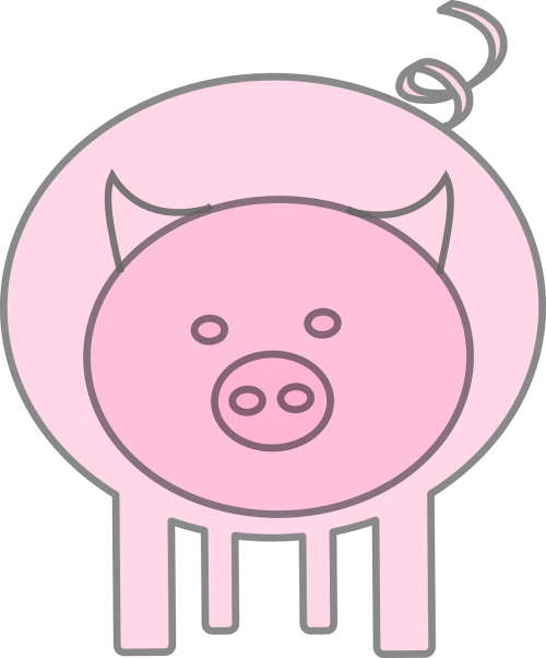 pig animal swine