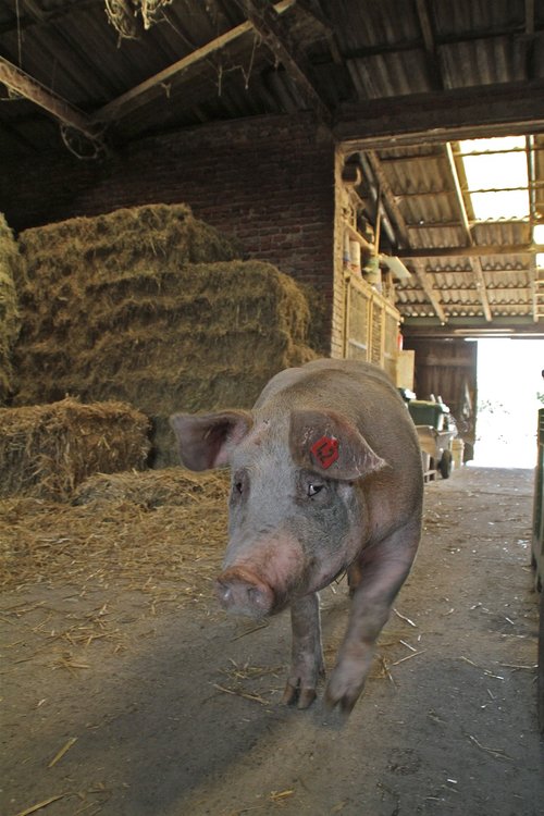 pig  sow  farm