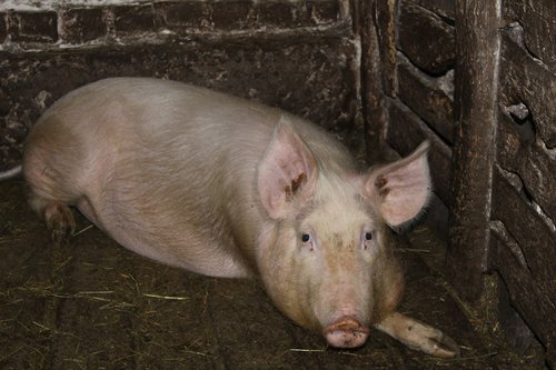 pig  farm  piglet