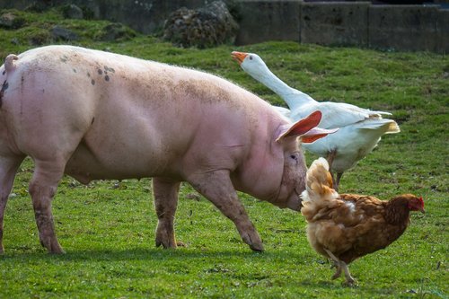 pig  chicken  goose