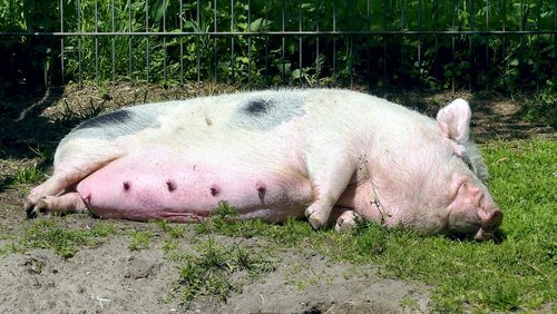 pig  sow  domestic pig