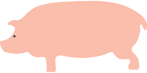 pig animal pink