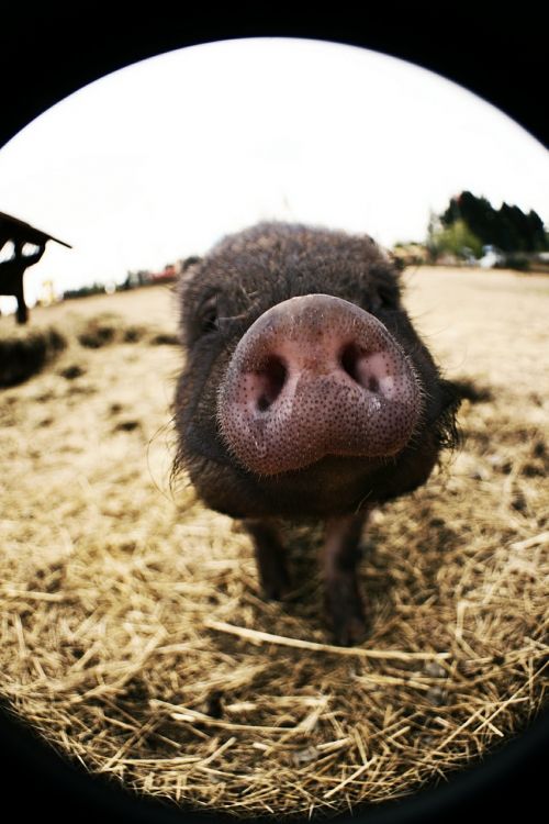 pig nose sniffing