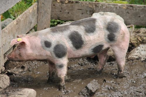 pig domestic pig farm