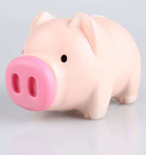 pig piggy bank the money bin