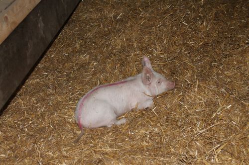 pig agriculture straw