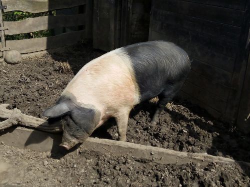 pig farm animal