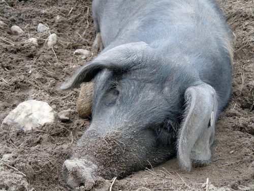pig sleeping lying