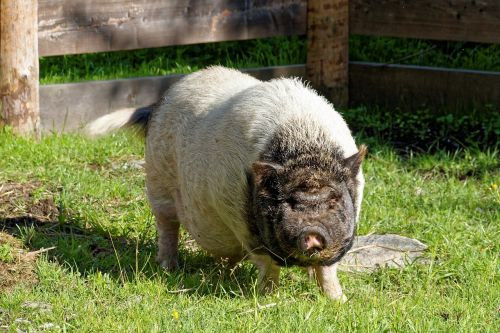 pig domestic pig livestock