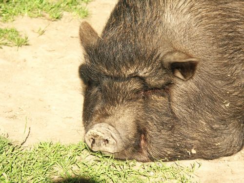 pig pot bellied pig dozing