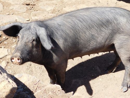 pig animal courtyard