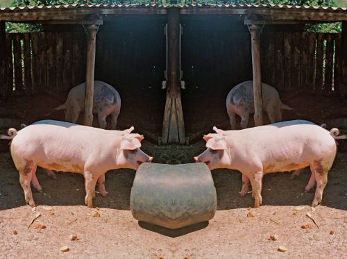 Pig Reflection