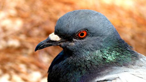 pigeon bird nature