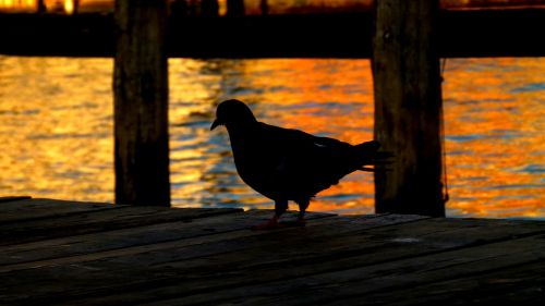 pigeon bird sunset