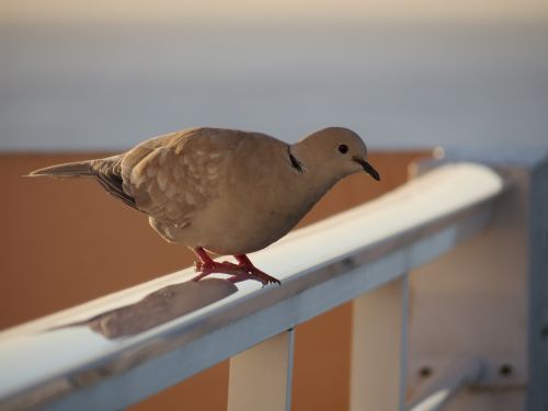 pigeon canary islands bird