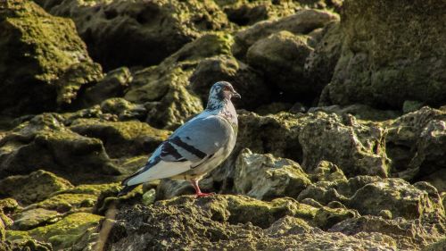 pigeon bird wildlife