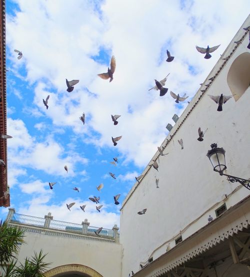 pigeon the medina tunis