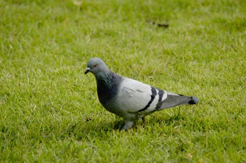 pigeon grass new