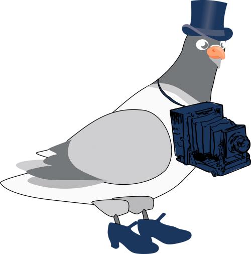 pigeon photographer cartoon