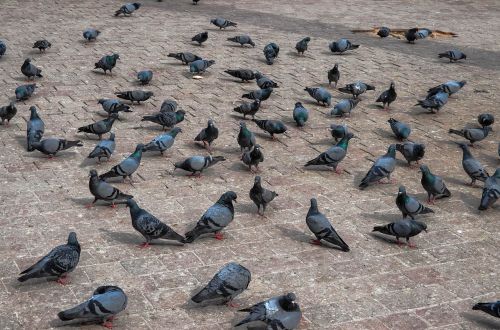 pigeon temple hindu