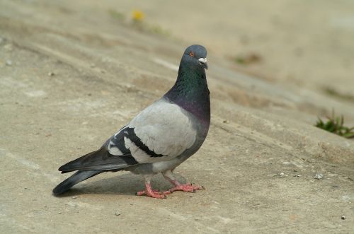 pigeon new birds