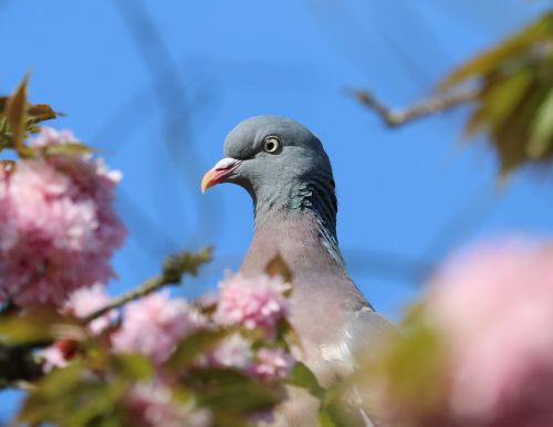 pigeon head blossom