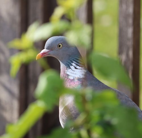 pigeon bird close