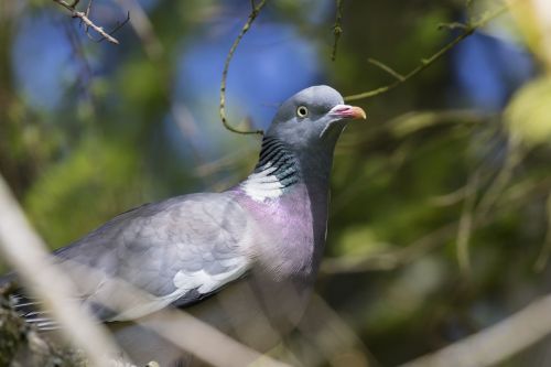 pigeon bird wildlife