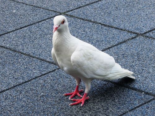 pigeon white animal