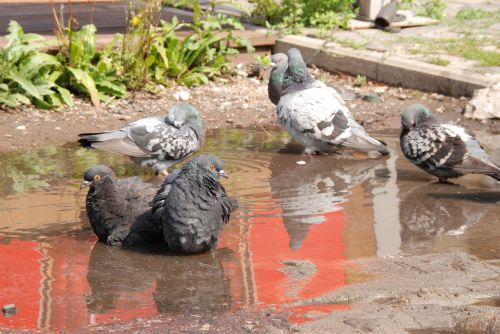 pigeon bird bath