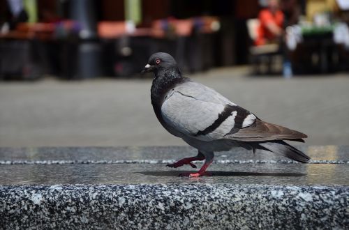 pigeon city walking