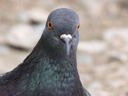 pigeon feral feral pigeon