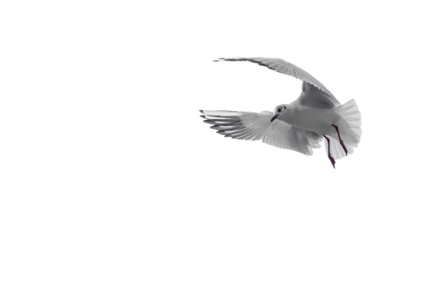 pigeon white bird