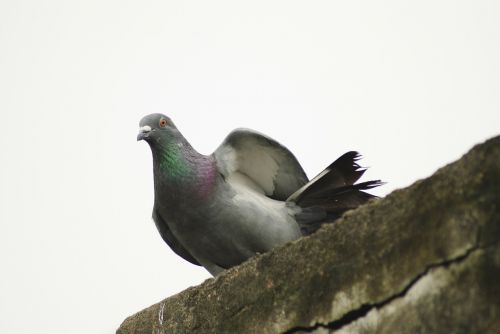 pigeon rock pigeon columba